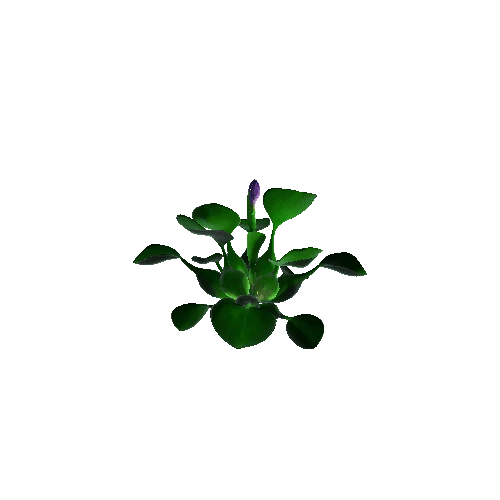 Flower Eichhornia crassipes1 1 1